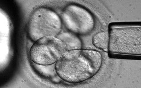 New Study Compares Canine and Human Microbial Patterns