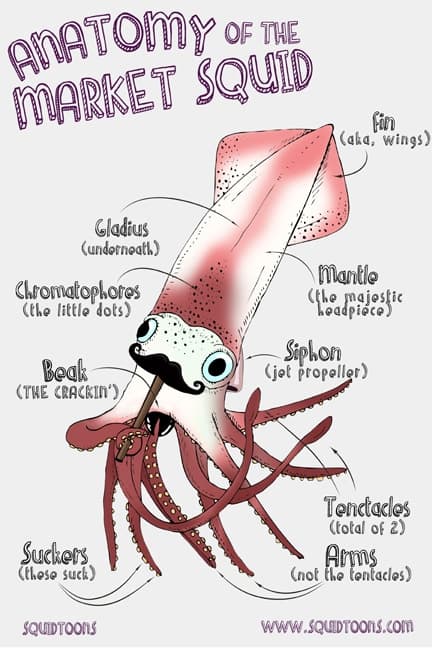 Our friend the cephalopod. Courtesy of Squidtoons.