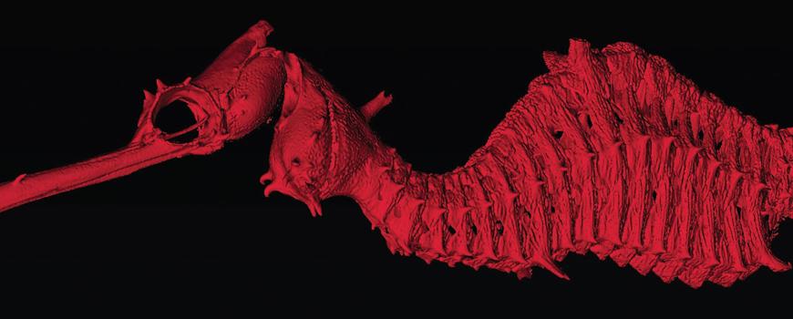 3-D rendering of the newly discovered Ruby Seadragon.