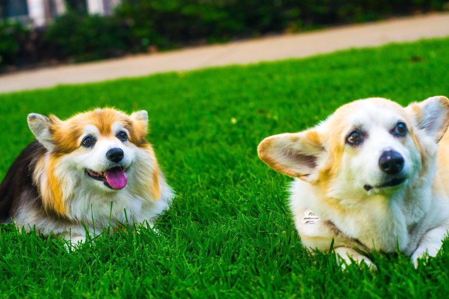 Adventures of the Corgi Man and His Furry Friends: the True Mascots of UCSD?