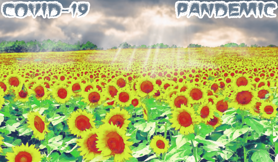 Have+No+Fear%2C+Sunflower+Industry+Won%E2%80%99t+Wither+Without+MLB+Customers