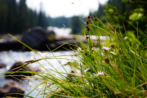 Bradley’s Summer Field Guide to California’s National Parks