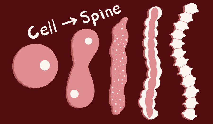 UC San Diego School of Medicine Finds STEM Cell Rehabilitation Treatment for Spinal Cord Injuries 