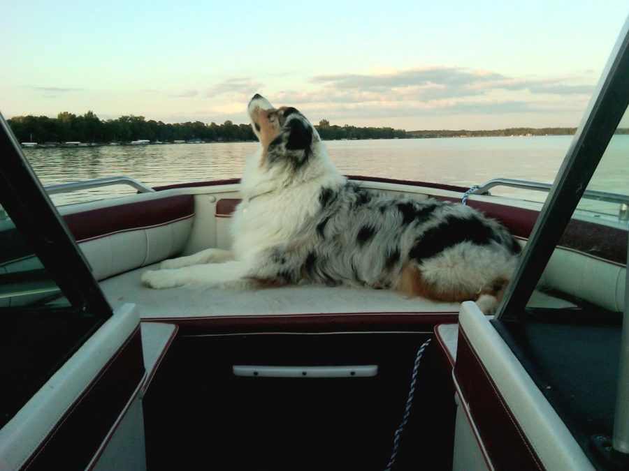 Beloved Aussie, Blue, Passes Shortly Following Death of “Best Friend” Sunny