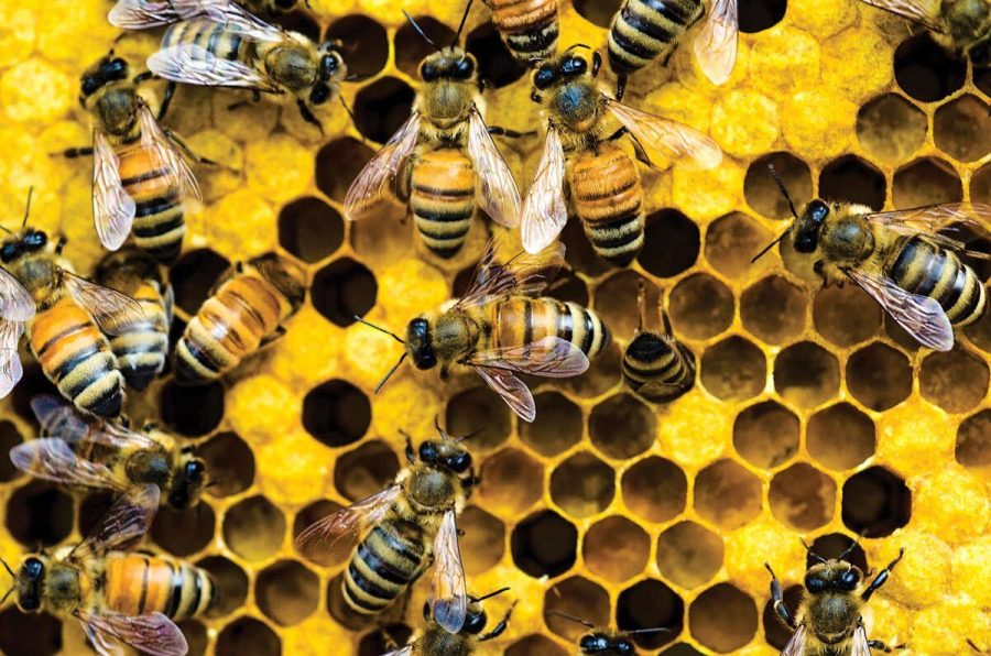 Groundbreaking Research Finds Honey Bee “Waggle Dance” Used for Complex Communication