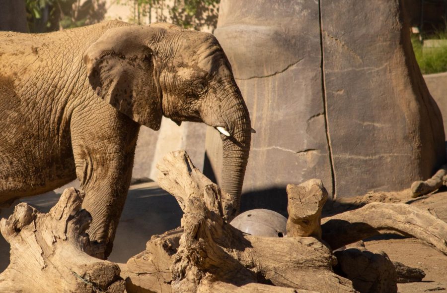 Asian Elephant Habitats in Decline Due to Centuries of Destructive Land Use Practices