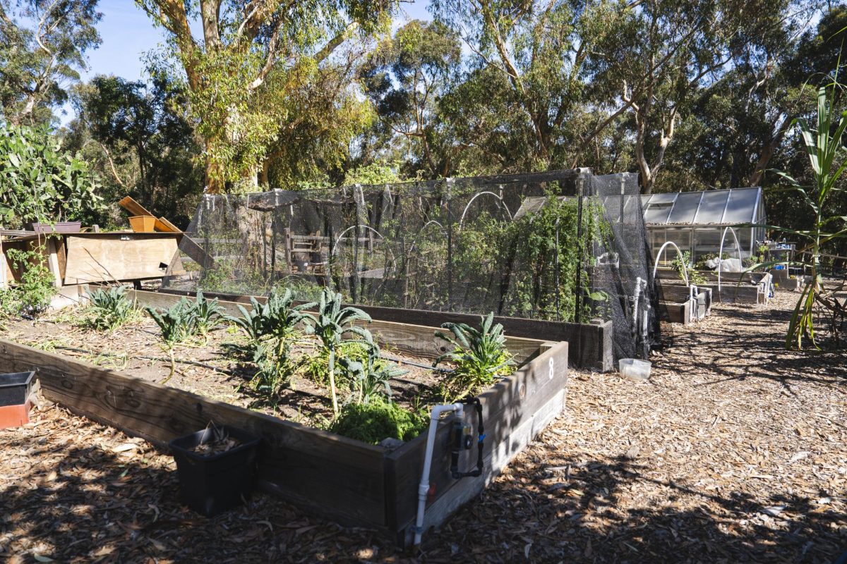 Roger’s Community Garden: A hub for sustainable farming and student engagement